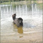 Превью фото № 106820