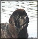 Превью фото № 106823