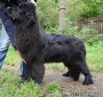 Превью фото № 106931