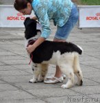 Превью фото № 107218