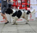 Превью фото № 107237