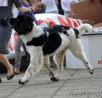 Превью фото № 107238