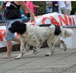 Превью фото № 107242