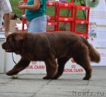 Превью фото № 107250