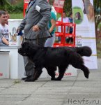 Превью фото № 107271