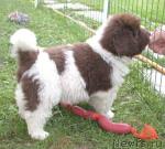 Превью фото № 1073