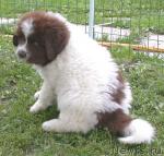 Превью фото № 1074