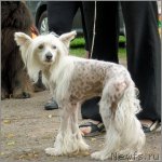 Превью фото № 107430