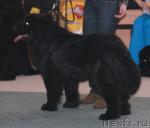 Превью фото № 10754