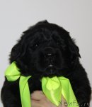 Превью фото № 107734