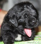 Превью фото № 107746