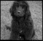 Превью фото № 107941