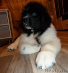 Превью фото № 108138