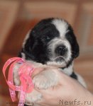 Превью фото № 108339