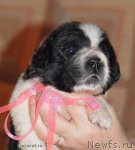 Превью фото № 108343