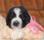 Превью фото № 108344