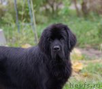 Превью фото № 108410