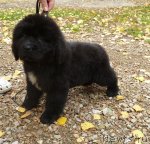 Превью фото № 108472