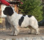 Превью фото № 108559