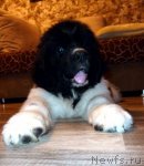 Превью фото № 108704