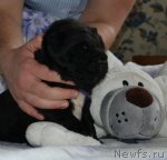 Превью фото № 108716