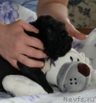 Превью фото № 108719