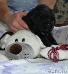 Превью фото № 108720