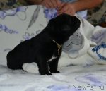 Превью фото № 108721