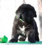 Превью фото № 108753