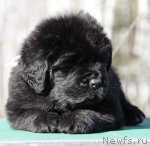 Превью фото № 108756