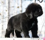 Превью фото № 108763