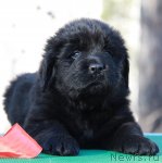 Превью фото № 108774