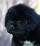 Превью фото № 108779