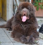 Превью фото № 108789