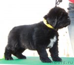 Превью фото № 108837