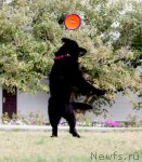 Превью фото № 109015