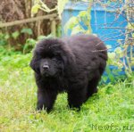 Превью фото № 109018