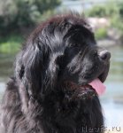 Превью фото № 109485