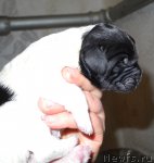 Превью фото № 109883