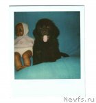 Превью фото № 109892