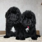 Превью фото № 109990