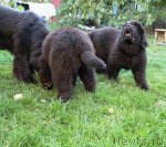 Превью фото № 110004