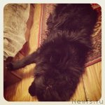 Превью фото № 110148