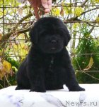 Превью фото № 110245