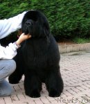 Превью фото № 110258