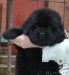 Превью фото № 110416