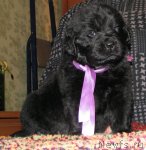 Превью фото № 110541