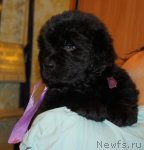 Превью фото № 110544