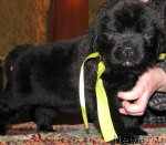 Превью фото № 110564