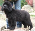 Превью фото № 110608